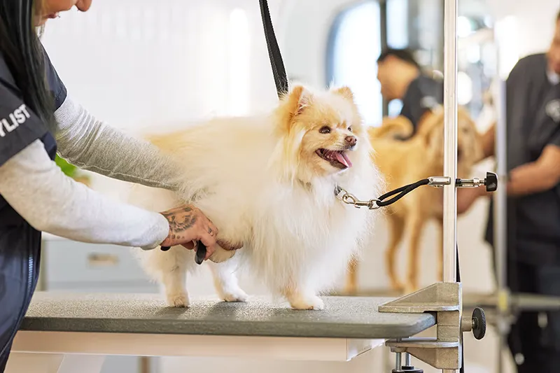 What types of pet grooming equipment are available?