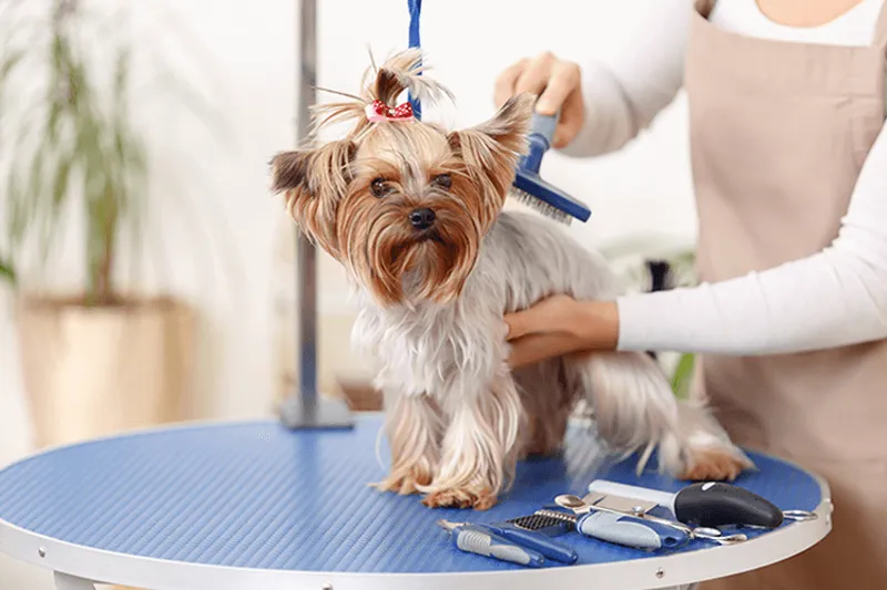 How to groom your pet?